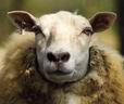 Portrait Of A Sheep